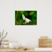 False KnoflookPoster Poster (Keuken)