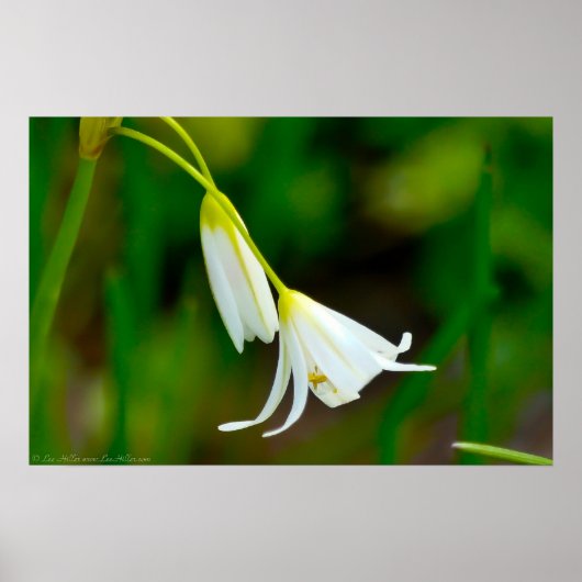 False KnoflookPoster Poster (Voorkant)