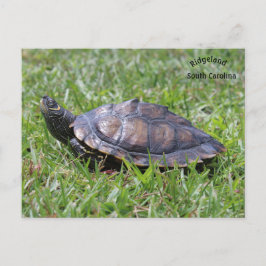 False Map Turtle Ridgeland Sc Briefkaart