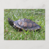 False Map Turtle Ridgeland Sc Briefkaart (Voorkant)