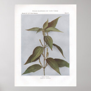 False Nettle - Boehmeria cylindrica Poster