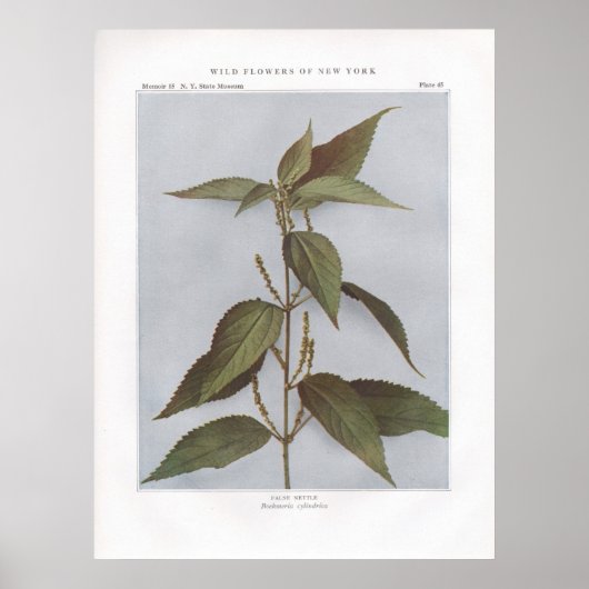 False Nettle - Boehmeria cylindrica Poster (Voorkant)