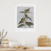 False Nettle - Boehmeria cylindrica Poster (Keuken)