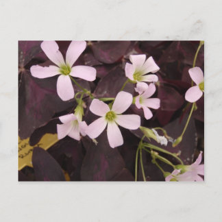 False Shamrock Oxalis Triangularis Briefkaart