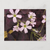 False Shamrock Oxalis Triangularis Briefkaart (Voorkant)
