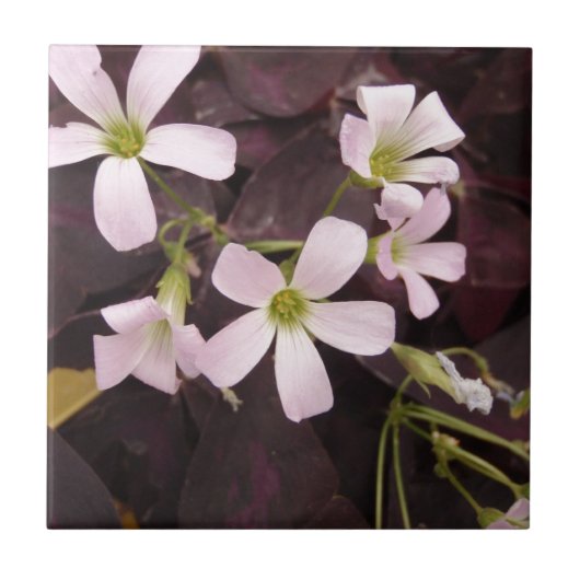False Shamrock Oxalis Triangularis Tegeltje (Voorkant)