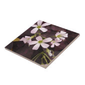 False Shamrock Oxalis Triangularis Tegeltje (Zijkant)