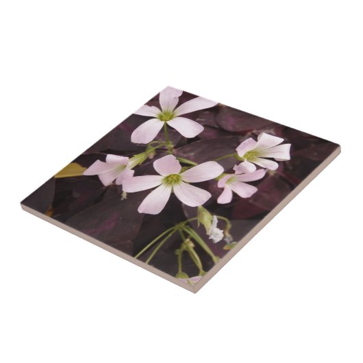 False Shamrock Oxalis Triangularis Tegeltje (Zijkant)