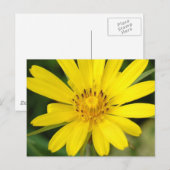 False Sunflower Briefkaart (Voorkant / Achterkant)