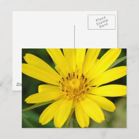 False Sunflower Briefkaart (Voorkant / Achterkant)