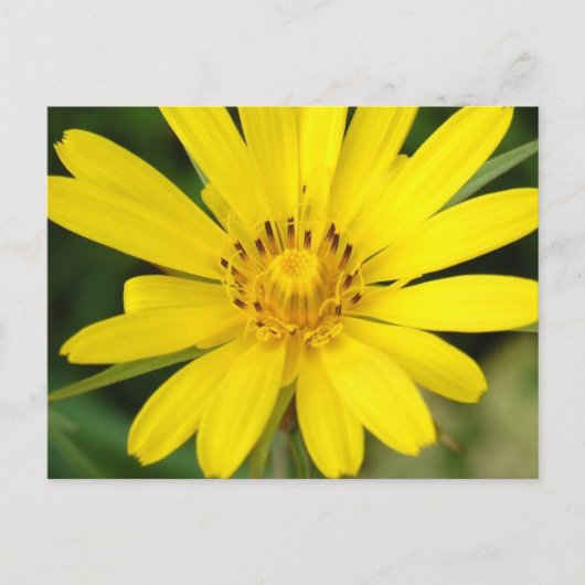 False Sunflower Briefkaart (Voorkant)
