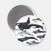 Familia de los delfines: orcas, delfines, marsopas magneet (Voorkant / Achterkant)