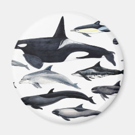 Familia de los delfines: orcas, delfines, marsopas magneet