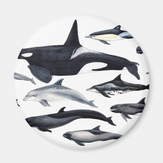 Familia de los delfines: orcas, delfines, marsopas magneet (Voorkant)
