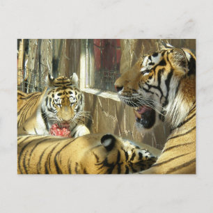 Familie die tijgers eet in de dierentuin vlees briefkaart