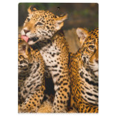familie Jaguar Klembord (Achterkant)