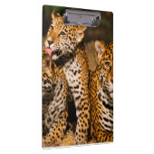 familie Jaguar Klembord (Rechts)