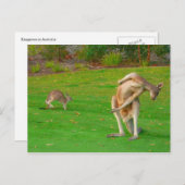 familie kangaroo briefkaart (Voorkant / Achterkant)