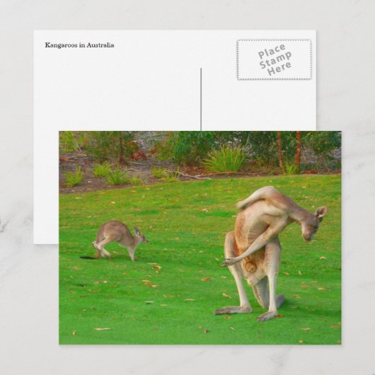familie kangaroo briefkaart (Voorkant / Achterkant)