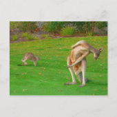 familie kangaroo briefkaart (Voorkant)