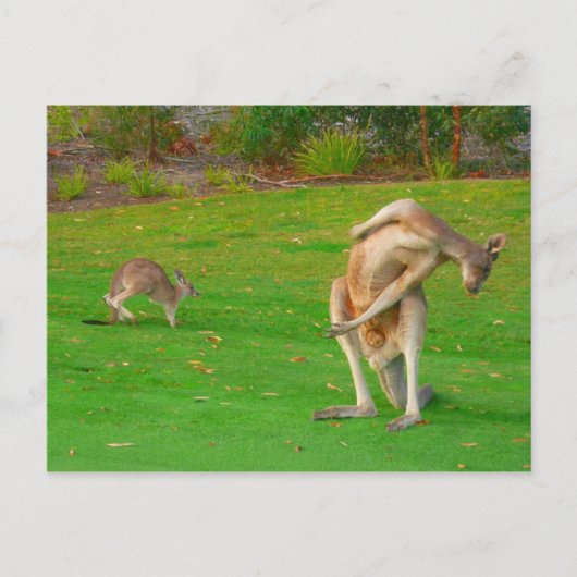 familie kangaroo briefkaart (Voorkant)