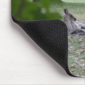 familie kangaroo muismat (Hoek)