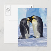 Familie keizer Penguin Briefkaart (Voorkant / Achterkant)