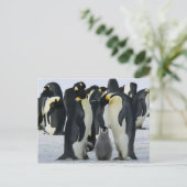 Familie Keizer Pinguïns briefkaart (Staand voorkant)