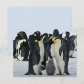 Familie Keizer Pinguïns briefkaart (Voorkant / Achterkant)