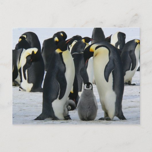 Familie Keizer Pinguïns briefkaart (Voorkant)