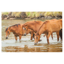 familie van bruin paard aan de rivier