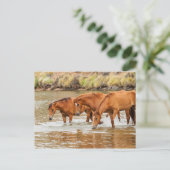 familie van bruin paard aan de rivier briefkaart (Staand voorkant)