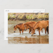 familie van bruin paard aan de rivier briefkaart (Voorkant / Achterkant)