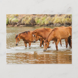 familie van bruin paard aan de rivier briefkaart