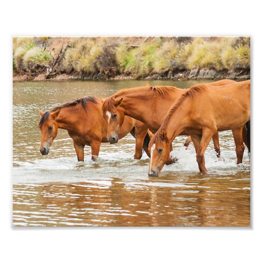 familie van bruin paard aan de rivier foto afdruk (Voorkant)