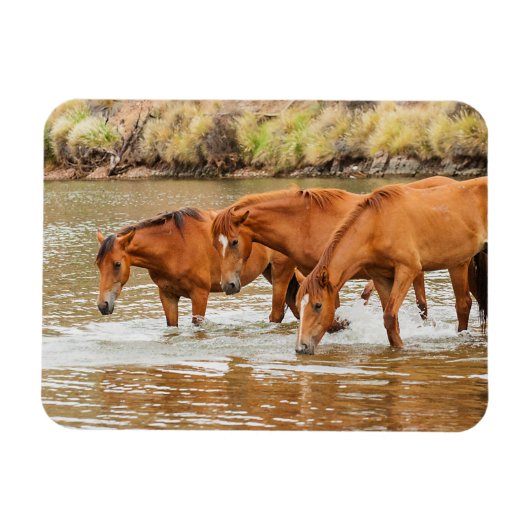 familie van bruin paard aan de rivier magneet (Horizontaal)
