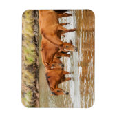 familie van bruin paard aan de rivier magneet (Verticaal)