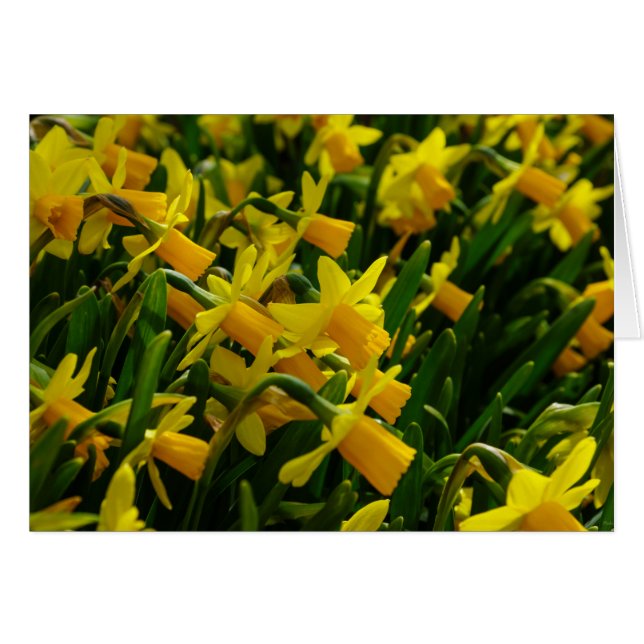 Familie van Daffodils (Voorkant Horizontaal)