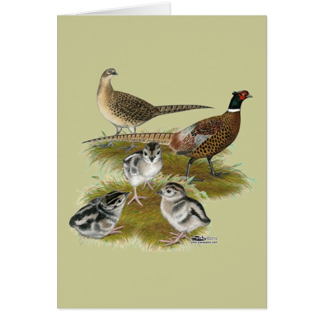 Familie van de halsbandfazant (Voorkant)