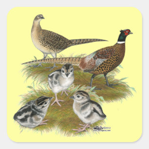 Familie van de halsbandfazant vierkante sticker