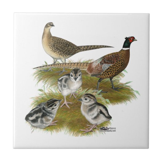 Familie van de ringhalssikfazant tegeltje (Voorkant)