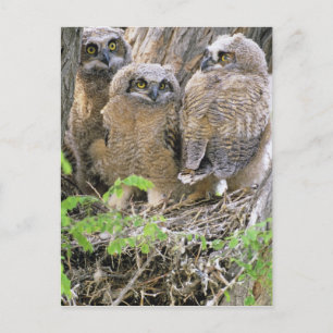 Familie van grote paarden (Bubo virginianus) Briefkaart