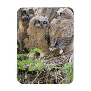 Familie van Grote Uilskuikens (Bubo virginianus) Magneet
