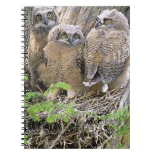 Familie van Grote Uilskuikens (Bubo virginianus) Notitieboek
