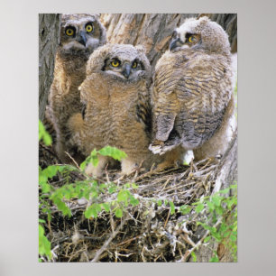 Familie van Grote Uilskuikens (Bubo virginianus) Poster