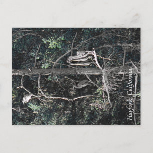 Familie van Herons... Briefkaart