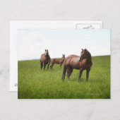 Familie van het paard in het veld briefkaart (Voorkant / Achterkant)