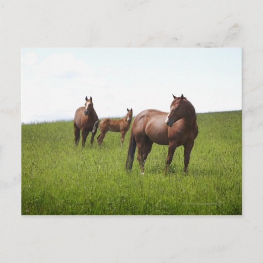Familie van het paard in het veld briefkaart (Voorkant)