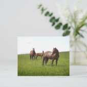 Familie van het paard in het veld briefkaart (Staand voorkant)