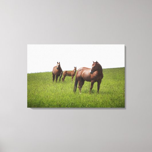 Familie van het paard in het veld canvas afdruk (Voorkant)